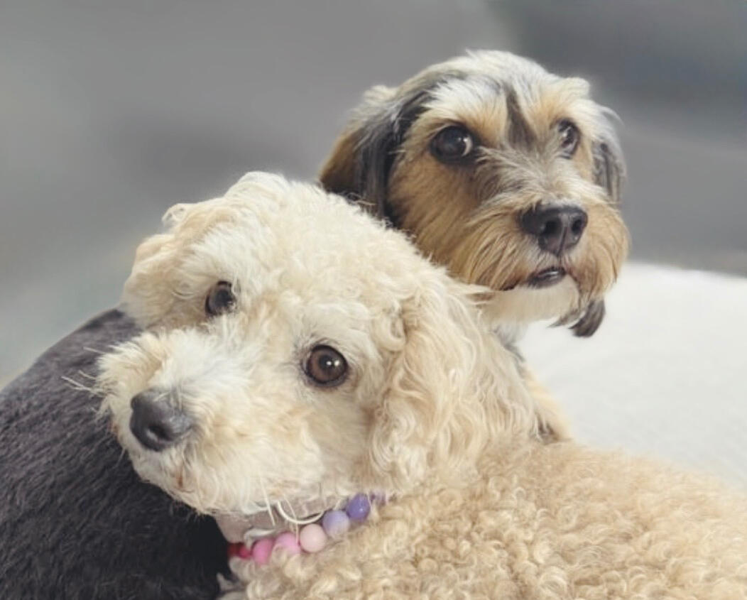 Poodle and dachshund pets – playful and well-cared-for at RUFF LIFE Ohio.