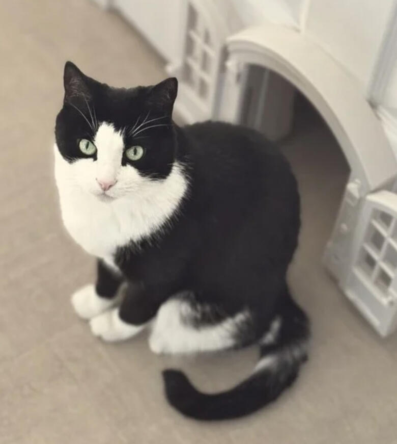 Friendly black and white cat highlighted for in-home pet sitter drop-in service.