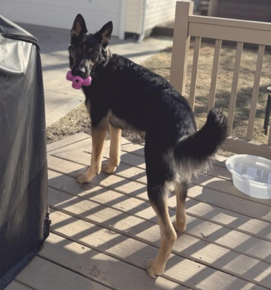 Happy German Shepherd puppy enjoying fetch and exercise at daycare.