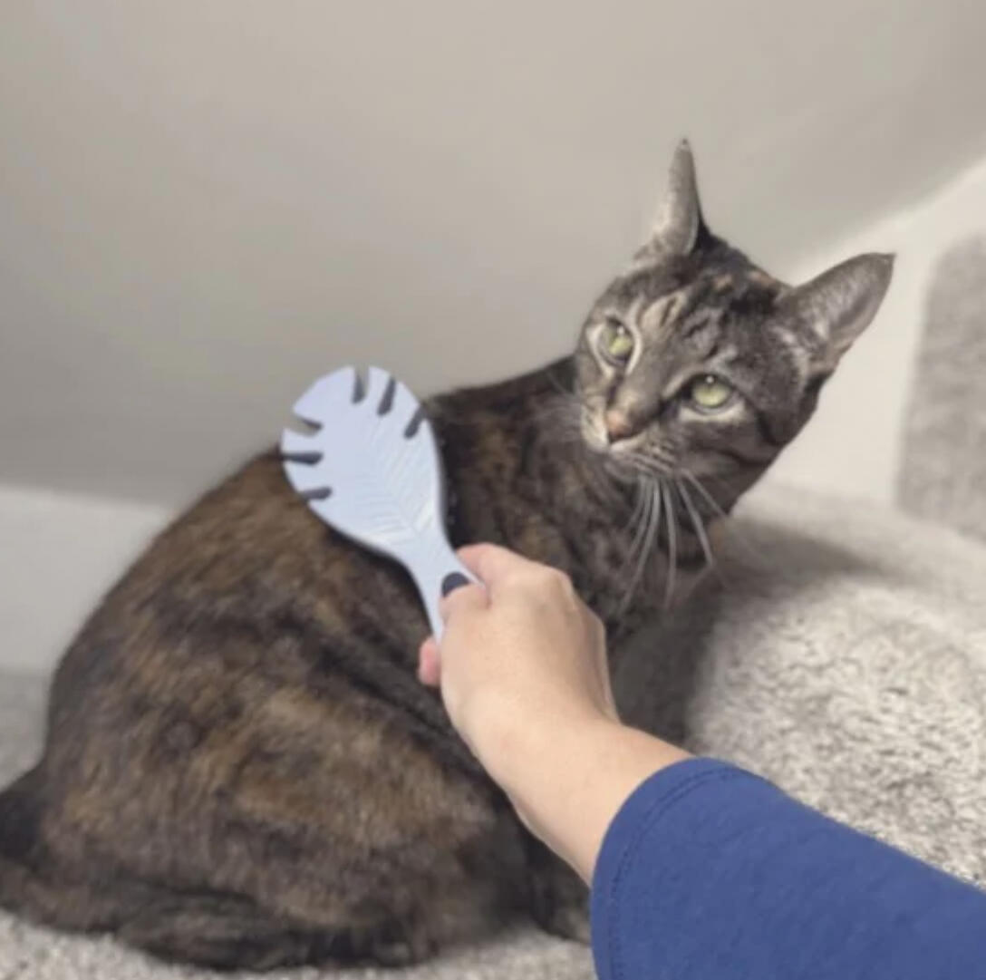 Happy domestic cat enjoying gentle brushing and pet care provided by RUFF LIFE Ohio.