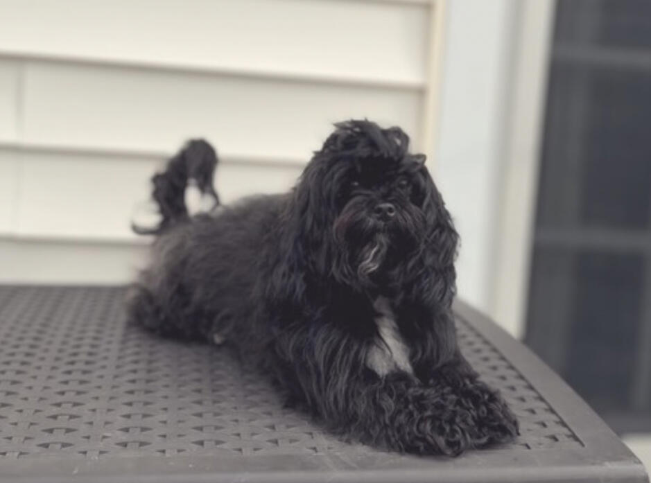 Dog enjoying daycare in Parma Ohio.