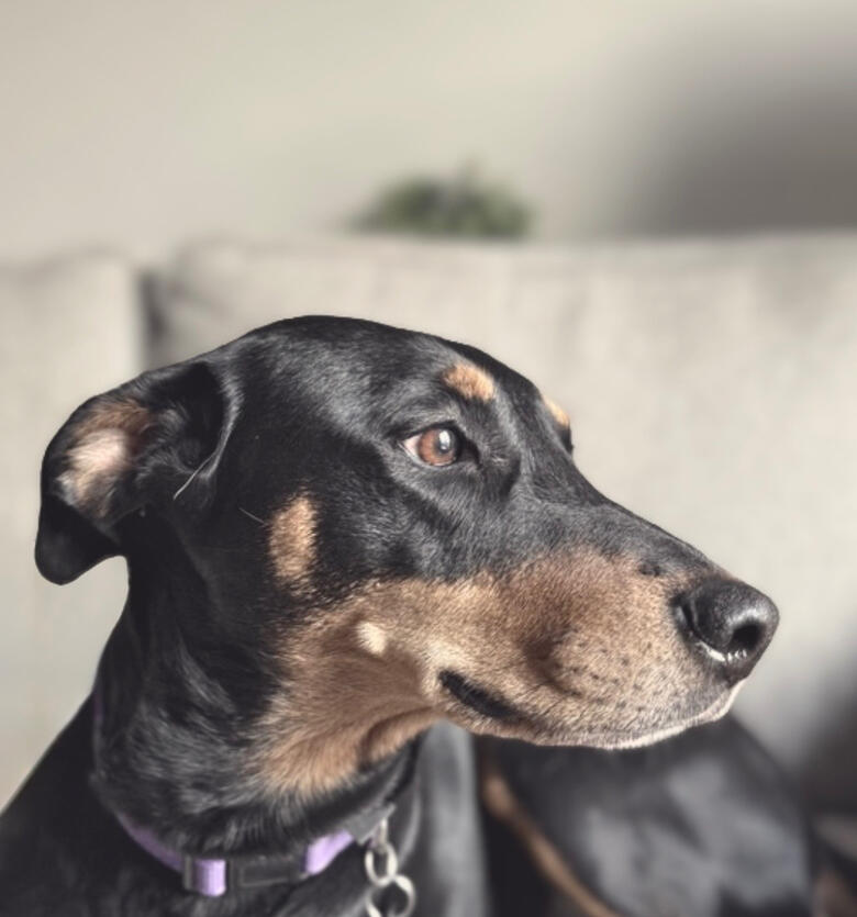 Trusted in-home house sitting services at RUFF LIFE Ohio with Doberman mix.