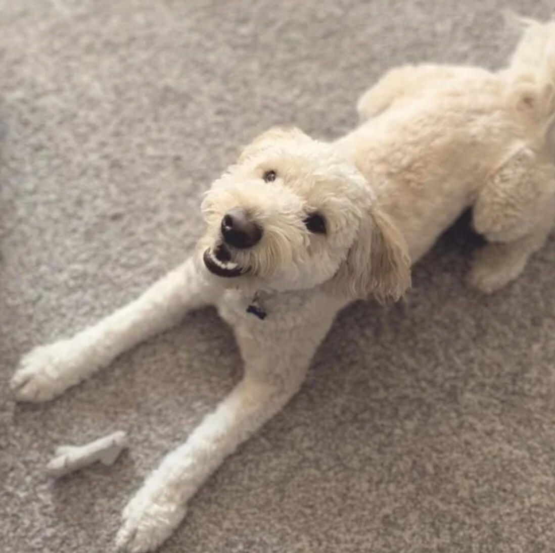 Professional dog daycare services at RUFF LIFE Ohio – active Doodle at play.