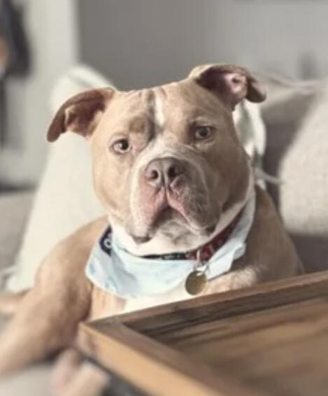 Home-style dog boarding setup in Parma, Ohio – happy pit bull enjoying safe care.