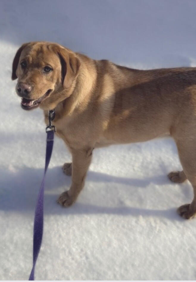 Labrador on leash enjoying outdoor exercise during pet walking with RUFF LIFE Ohio.