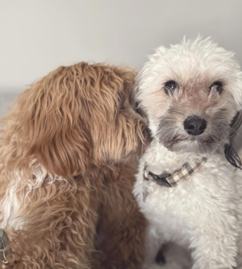 Two happy Doodles featured for RUFF LIFE Ohio dog daycare.